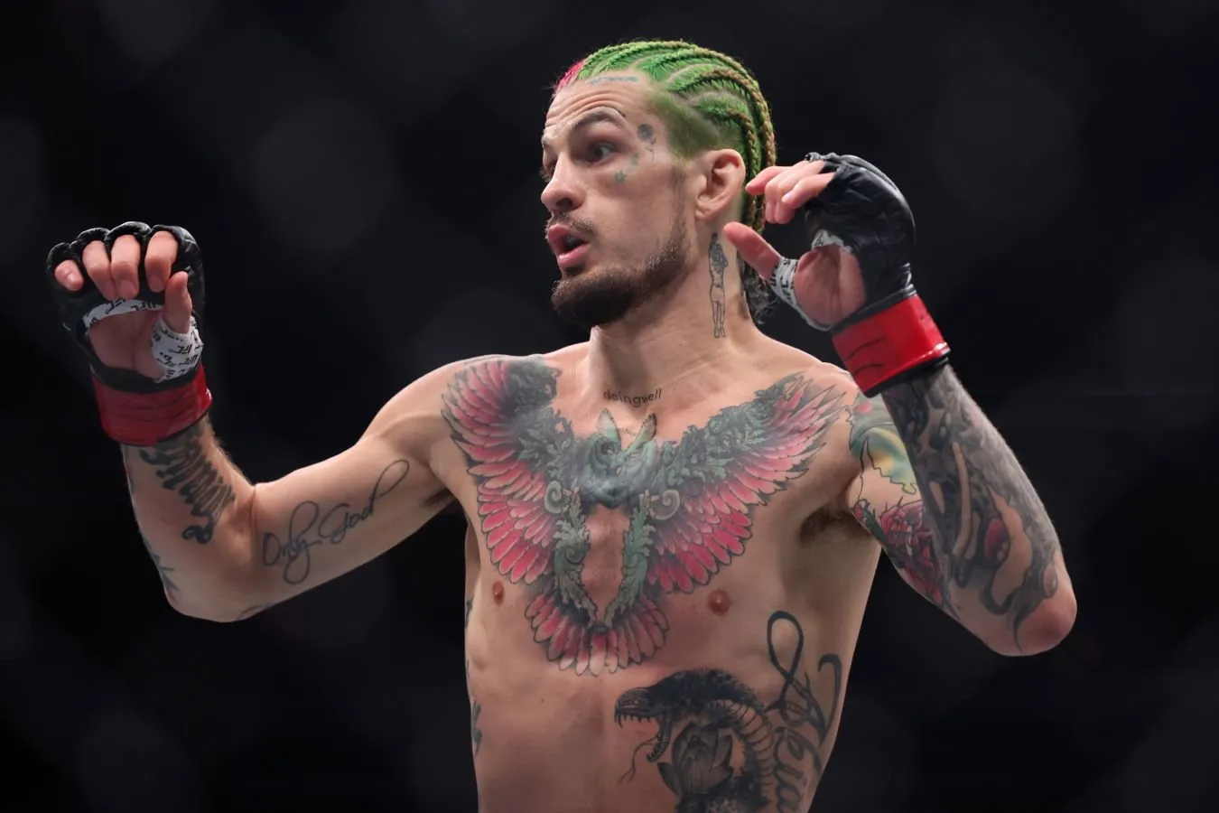 Shon O'Malley-Aymann zahabi: jonli onlayn jang boshlandi